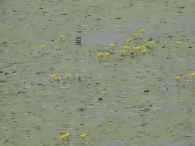 입석낚시터 [토종댐붕어] 8월4일조황