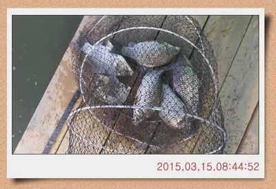 충남 아산 월선낚시터 3월 15일자 스케치