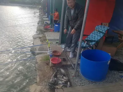 수위변동  없는  낚시터  5월  11일  붕어조황