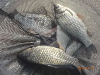 입석 낚시터4월14일 조황안내(토종댐붕어)