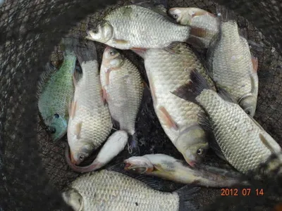 토종댐붕어 조황안내