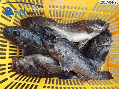 4월20일어심바다낚시터조황