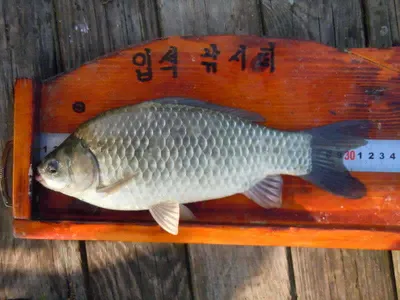 입석낚시터 [토종댐붕어] 8월5일조황