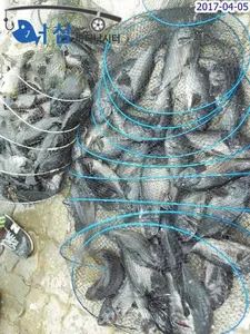 감성돔(4월5일 어심바다낚시터조황)