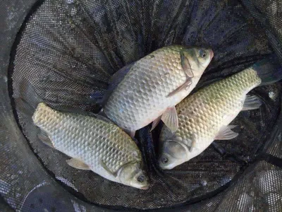 입석낚시터 [토종댐붕어] 8월11일조황