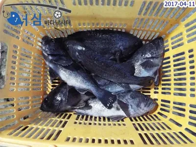 4월11일어심바다낚시터조황