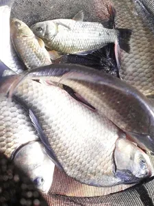 안성 죽산 장계지 주중 조항