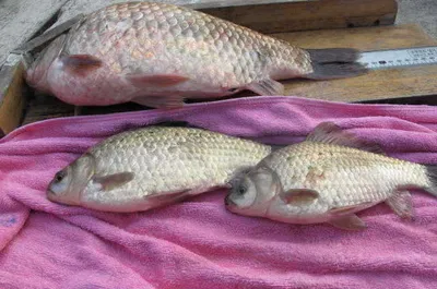 의암호자갈섬 혹부리붕어