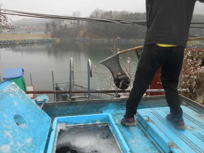 4월 16일 토요일, 봄 개장 기념 무료 점심 식사 제공 안내