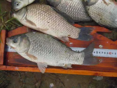 입석낚시터 [토종댐붕어] 7월16일조황