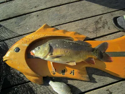 봉림지 10월 중순 조황 및 화보 감상하세요