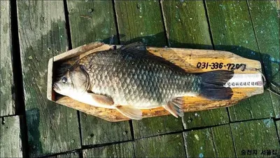 송전서울좌대4짜