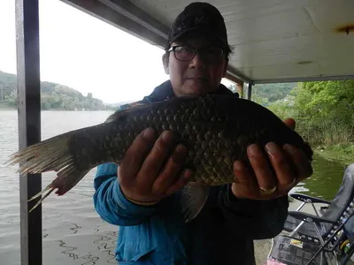 [당진 가교리지 토종 4자 호조황..]