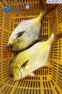 8월12일 어심바다낚시터조황