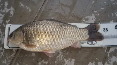 아산 명품 월랑낚시터 3월 첫째주 조황화보입니다~~~^^