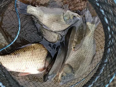 산속깊은계곡속에자리잡은장계지에서