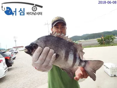 6월8일 어심바다낚시터조황
