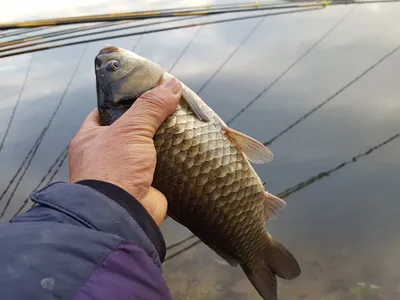 안성죽산장계지조항전경입니다