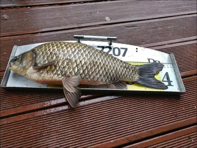 18.04.15 송전지 서울집 조황