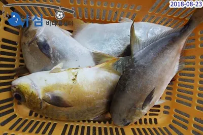 8월23일 어심바다낚시터조황