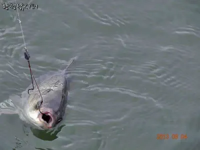 [강화도 황청낚시터] 주말조황~8월4일/ 지렁이짝밥