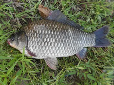 [당진 가교리지 대호만 토종 어자원 방류..]