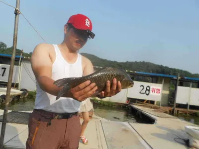 당진지역잦은비로인하여대호만수위가불어남에어부들움직임이활발합니다