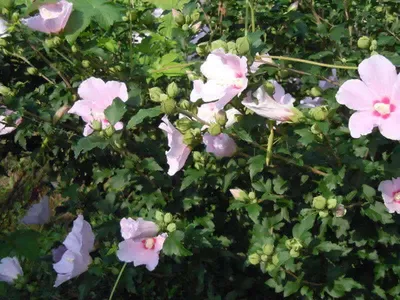 입석낚시터 [토종댐붕어] 8월12일조황