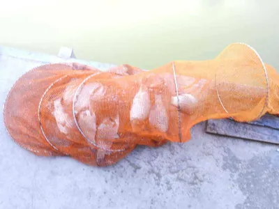 *****무료 수상좌대의조과*****