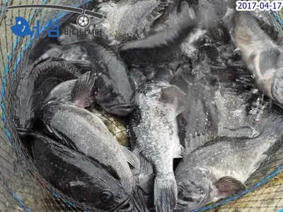 대박-밤낚시(4월17일어심바다낚시터조황)