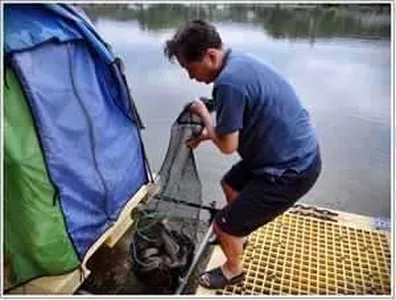 [각평지] 7월 17일 주중 조황정보 (수상좌대 밤조황 좋습니다)