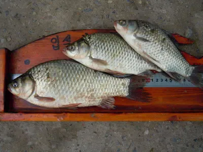 입석낚시터 [토종댐붕어] 9월23일조황