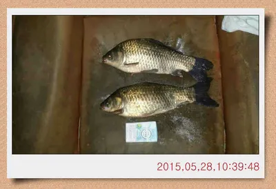 월선낚시터 5월 27일 밤낚시하신 조사님