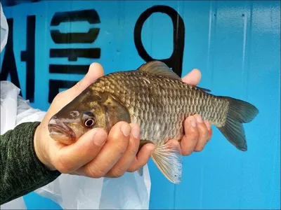 16.04.22 송전지 서울집 조황