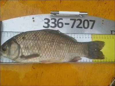 17.08.03. 송전지 서울집 조황