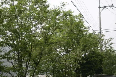 배수기를 비웃는 붕순이가....(전형적인 토종터임)