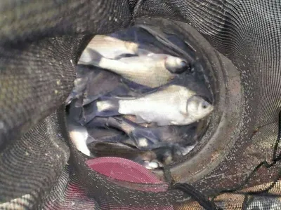 안성죽산장계지