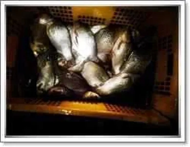 [각평지] 1월 21일 토종붕어 대량방유 및 조황정보