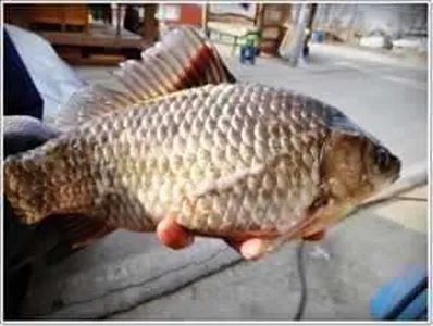 [각평지] 2월 20~21일 조황정보