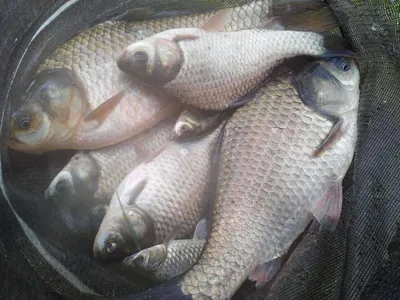 안성죽산장계지