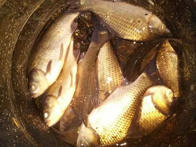 안성죽산장계지