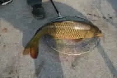 기산낚시터 4월 17일 조황정보입니다.