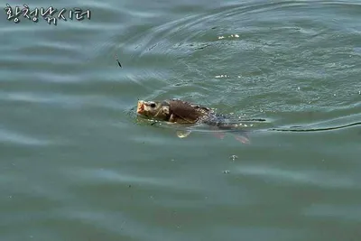 [황청낚시터] 초보낚시대 대여해서 초보낚시 탈출하자~^^