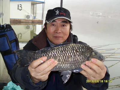 토종붕어4짜급에서거의5짜급까지1000수이상....