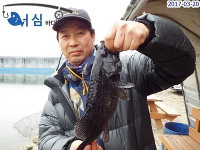 조요한하루(3월20일 어심바다낚시터조황