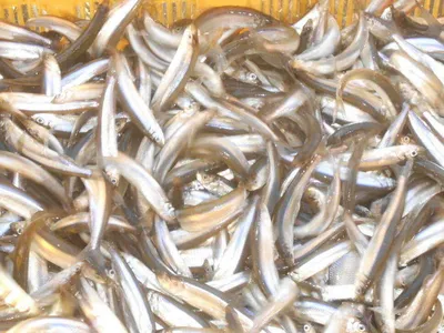 *****빙어 낚시 개장*****