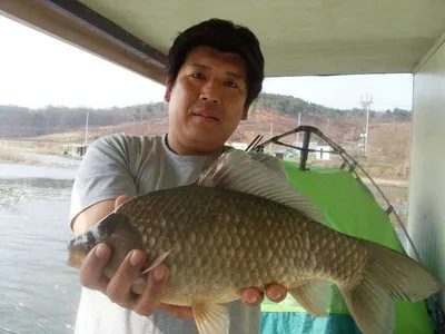 [당진 가교리지] 토종"큰붕어 월척에서 4자급!!!