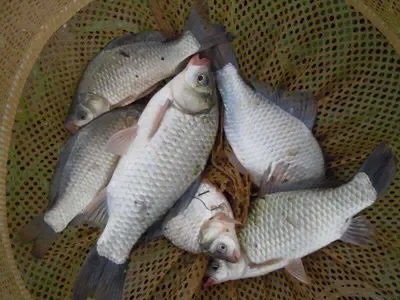 입석낚시터 [토종댐붕어] 9월6일조황