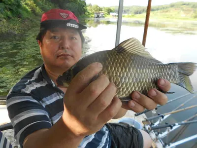 당진"가교리지" 매일4짜급으로..