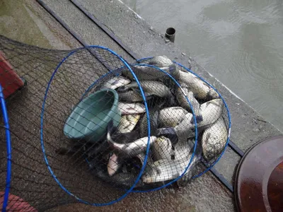 7월 24일 각평지 조황정보